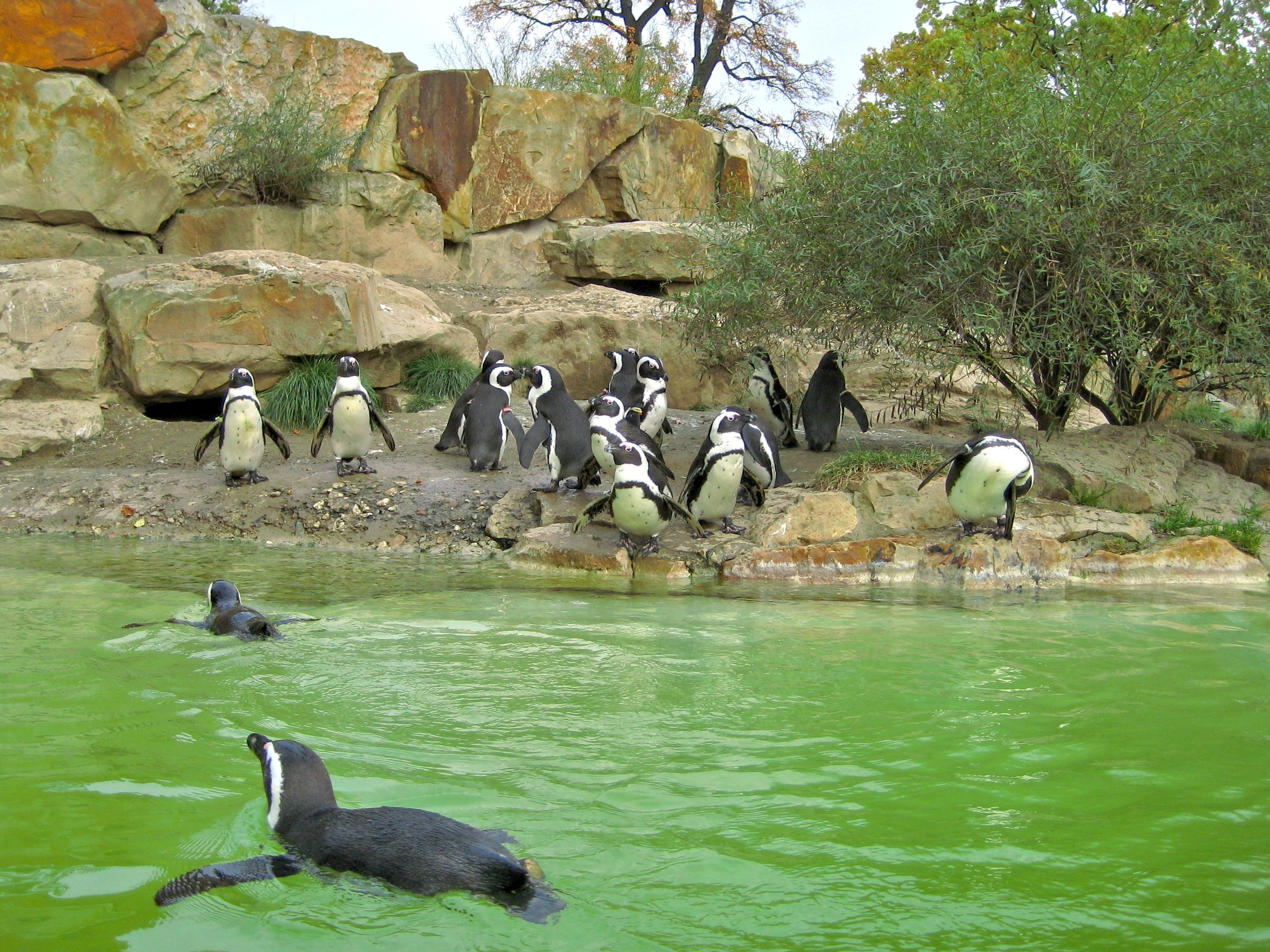Brillenpinguine_Zoo_Berlin.jpg